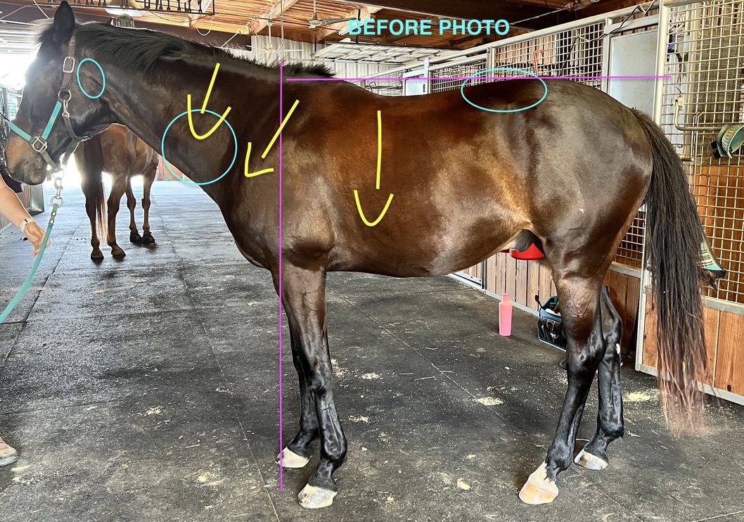 Horse and therapist